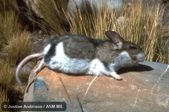 Side view, freshly-killed. Also as Achallo|Chinchillón|Carpinto. Side view, freshly-killed. Also as Achallo|Chinchillón|Carpinto.