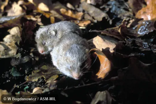Front view of two adults. Also as European Pine Vole. Front view of two adults. Also as European Pine Vole.