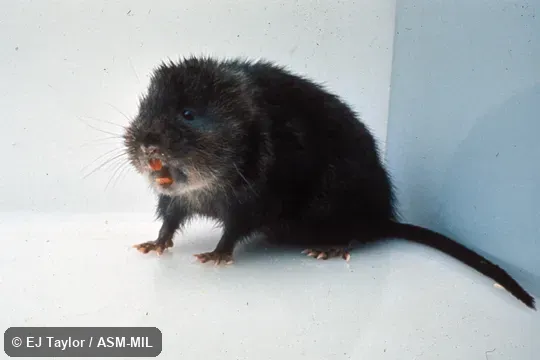 Oblique view. Also as European Water Vole, Water Vole. Oblique view. Also as European Water Vole, Water Vole.
