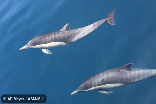 Formerly part of Delphinus capensis, Long-beaked Common Dolphin or as Delphinus delphis bairdii, Common Dolphin. Formerly part of Delphinus capensis, Long-beaked Common Dolphin or as Delphinus delphis bairdii, Common Dolphin.