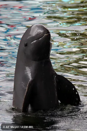 Also as Larger Indian Porpoise · Snubfin Dolphin. Also as Larger Indian Porpoise · Snubfin Dolphin.