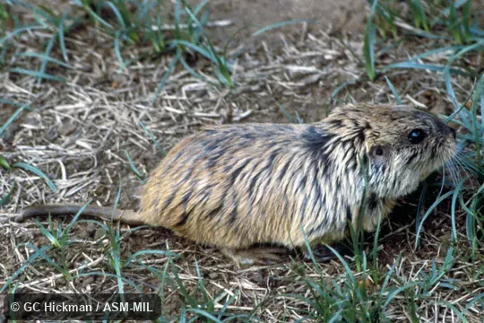 Side view. Also as Tawny Tuco-tuco. Side view. Also as Tawny Tuco-tuco.