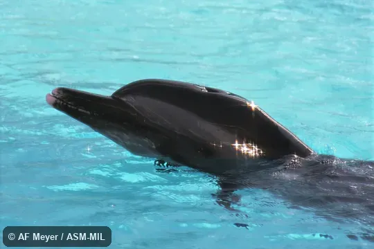 Also as Bridled Dolphin · Narrow-snouted Dolphin · Slender-beaked Dolphin · Spotted Porpoise · White-spotted Dolphin · Offshore Pantropical Spotted Dolphin · Coastal Pantropical Spotted Dolphin · Graffman's Dolphin. Also as Bridled Dolphin · Narrow-snouted Dolphin · Slender-beaked Dolphin · Spotted Porpoise · White-spotted Dolphin · Offshore Pantropical Spotted Dolphin · Coastal Pantropical Spotted Dolphin · Graffman's Dolphin.