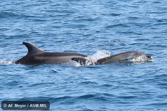 Also as Bottlenose Dolphin. Also as Bottlenose Dolphin.