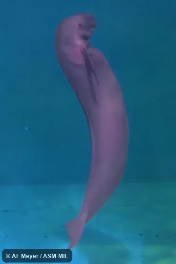 Formerly Neophocaena asiaeorientalis sunameri or Neophocaena phocaenoides sunameri, Black Finless Porpoise · Finless Black Porpoise · Finless-backed Black Porpoise · Indian Dolphin · Indian Finless Porpoise · Little Indian Porpoise · Wide-ridged Finless Porpoise . Also as West Pacific Finless Porpoise. Formerly Neophocaena asiaeorientalis sunameri or Neophocaena phocaenoides sunameri, Black Finless Porpoise · Finless Black Porpoise · Finless-backed Black Porpoise · Indian Dolphin · Indian Finless Porpoise · Little Indian Porpoise · Wide-ridged Finless Porpoise . Also as West Pacific Finless Porpoise.