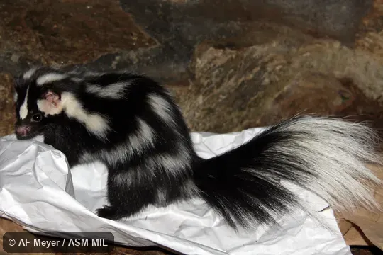 Presumably Spilogale gracilis gracilis. Wild caught in USA, ID. Presumably Spilogale gracilis gracilis. Wild caught in USA, ID.