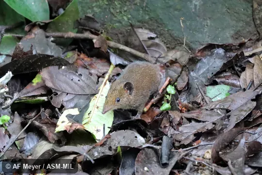 Formerly Erinaceomorpha. Formerly Hylomys suillus suillus, Lesser Moonrat · Short-tailed Moonrat · Short-tailed Gymnure. Formerly Erinaceomorpha. Formerly Hylomys suillus suillus, Lesser Moonrat · Short-tailed Moonrat · Short-tailed Gymnure.