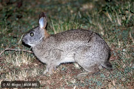 Also as Uganda Grass Hare. Also as Uganda Grass Hare.