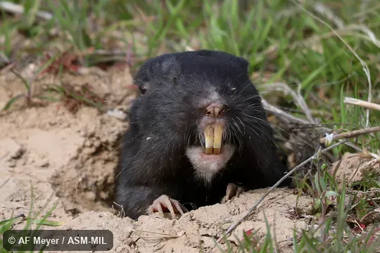 Megascapheus townsendii townsendii. Formerly Thomomys townsendii townsendii. Megascapheus townsendii townsendii. Formerly Thomomys townsendii townsendii.