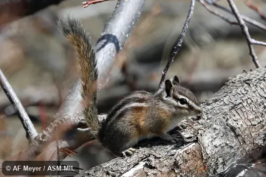 Formerly Tamias or Neotamias amoenus cratericus, Yellow-pine Chipmunk. Formerly Tamias or Neotamias amoenus cratericus, Yellow-pine Chipmunk.