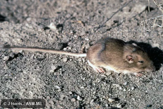 Side view. Perognathus mollipilosus olivaceus. Formerly Perognathus parvus olivaceus. Side view. Perognathus mollipilosus olivaceus. Formerly Perognathus parvus olivaceus.