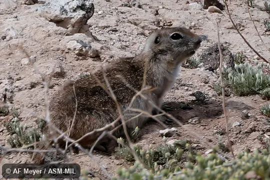 Formerly Urocitellus mollis idahoensis or Spermophilus mollis idahoensis, Piute Ground Squirrel. Formerly Urocitellus mollis idahoensis or Spermophilus mollis idahoensis, Piute Ground Squirrel.