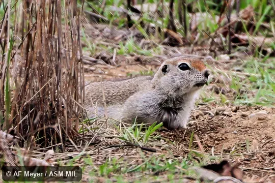 Urocitellus townsendii townsendii. Formerly Spermophilus townsendii. Urocitellus townsendii townsendii. Formerly Spermophilus townsendii.