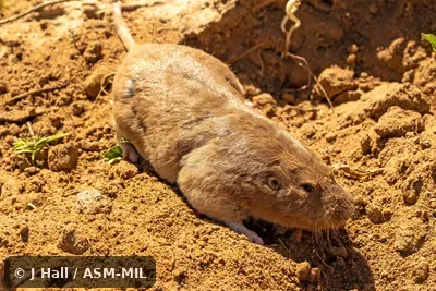 Geomys jugossicularis jugossicularis. Formerly Geomys bursarius jugossicularis, Plains Pocket Gopher. Also as Colorado Pocket Gopher. Geomys jugossicularis jugossicularis. Formerly Geomys bursarius jugossicularis, Plains Pocket Gopher. Also as Colorado Pocket Gopher.