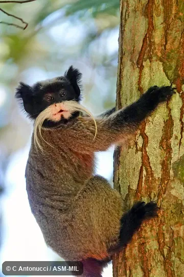 Formerly Saguinus imperator imperator. Also as Emperor Tamarin. Formerly Cebidae (Callitrichinae). Formerly Saguinus imperator imperator. Also as Emperor Tamarin. Formerly Cebidae (Callitrichinae).