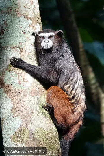 Saguinus weddellii weddellii. Formerly Saguinus fuscicollis weddelli, Brown-mantled Tamarin and Leontocebus weddellii weddellii. Formerly Cebidae (Callitrichinae). Saguinus weddellii weddellii. Formerly Saguinus fuscicollis weddelli, Brown-mantled Tamarin and Leontocebus weddellii weddellii. Formerly Cebidae (Callitrichinae).
