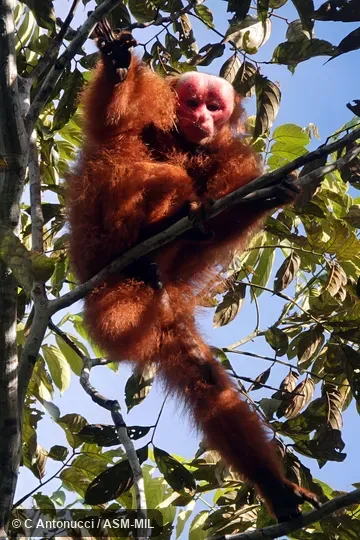 Formerly Cacajao calvus ucayalii, Bald Uacari. Also as Peruvian Red Bald-headed Uacari · Ucayali Bald Uakari · Ucayali Bald-headed Uacari. Formerly Cacajao calvus ucayalii, Bald Uacari. Also as Peruvian Red Bald-headed Uacari · Ucayali Bald Uakari · Ucayali Bald-headed Uacari.