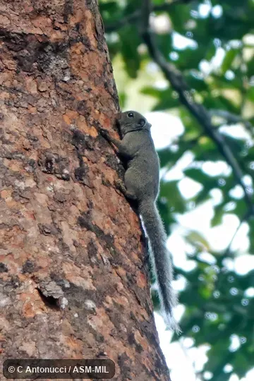 Microsciurus flaviventer flaviventer. Microsciurus flaviventer flaviventer.