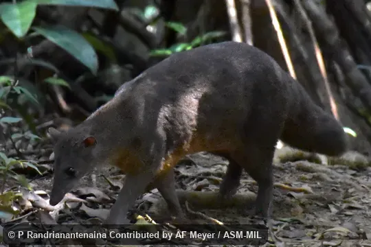Eupleres goudotii goudotii. Also as Fanaloka · Ridarida · Amboa Laolo. Eupleres goudotii goudotii. Also as Fanaloka · Ridarida · Amboa Laolo.