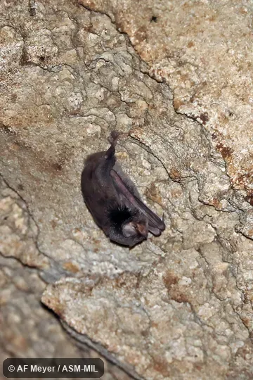 Also as Mahafaly Bent-winged Bat. Formerly in Vespertilionidae. Also as Mahafaly Bent-winged Bat. Formerly in Vespertilionidae.