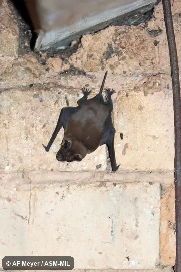 Formerly Chaerephon atsinanana. Also as Eastern Madagascar Free-tailed Bat. Formerly Chaerephon atsinanana. Also as Eastern Madagascar Free-tailed Bat.