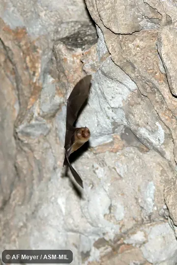 Formerly in Hipposideridae. Formerly Triaenops rufus. Formerly in Hipposideridae. Formerly Triaenops rufus.