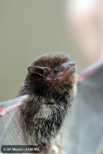 Formerly Hypsugo bemainty. Also as Kirindy Pipistrelle · Dark Madagascar Pipistrelle. Formerly Hypsugo bemainty. Also as Kirindy Pipistrelle · Dark Madagascar Pipistrelle.