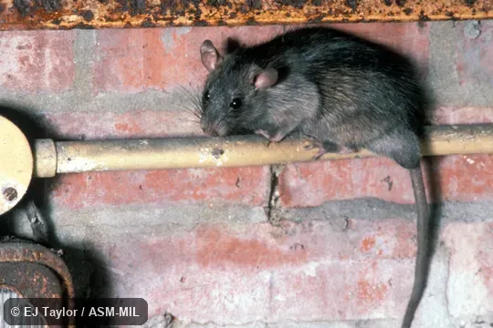 Side view, on conduit. Also as Black Rat|Common House Rat|House Rat|Ship Rat. Side view, on conduit. Also as Black Rat|Common House Rat|House Rat|Ship Rat.