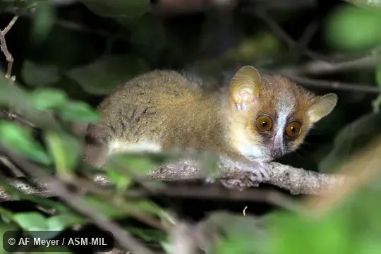 Also as Lac Ravelobe Mouse Lemur · Ravelobe Mouse Lemur · Bongolava Mouse Lemur. Also as Lac Ravelobe Mouse Lemur · Ravelobe Mouse Lemur · Bongolava Mouse Lemur.