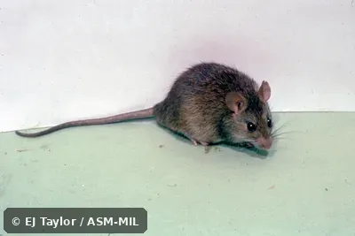 Side view. Also as Polynesian Rat. Side view. Also as Polynesian Rat.