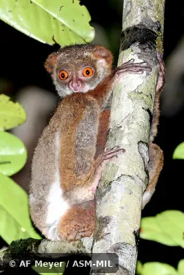 Also as Southern Avahi. Also as Southern Avahi.