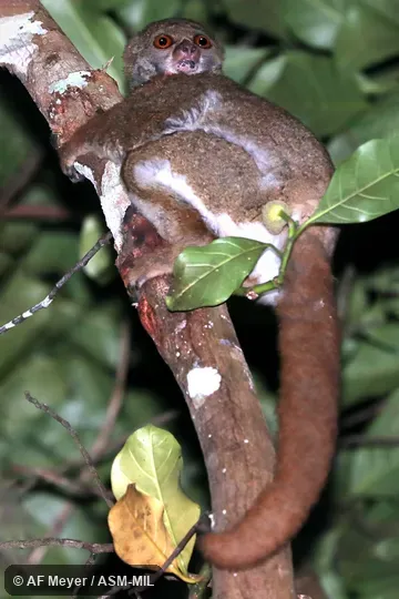 Also as Moore's Woolly Lemur. Also as Moore's Woolly Lemur.