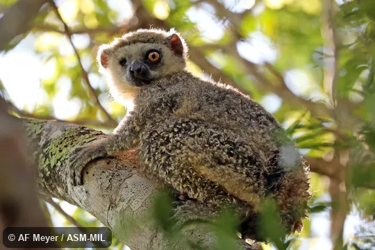 Also as Lorenz von Liburnau's Woolly Lemur · Western Avahi. Also as Lorenz von Liburnau's Woolly Lemur · Western Avahi.