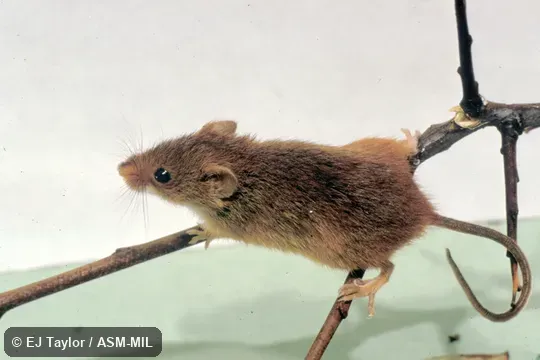Oblique view of animal climbing. Formerly as Harvest Mouse. Oblique view of animal climbing. Formerly as Harvest Mouse.