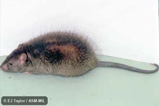 Side view of captive. Also as Indian Mole-rat|Sind Rice Rat. Side view of captive. Also as Indian Mole-rat|Sind Rice Rat.