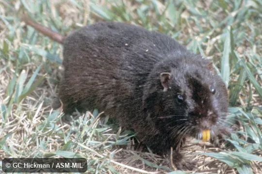 Oblique view showing upper incisors. Also as Cururo|Guanque. Oblique view showing upper incisors. Also as Cururo|Guanque.