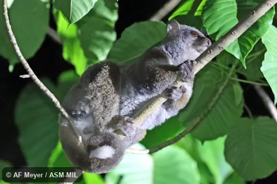 Also as Milne-Edwards's Weasel Lemur. Also as Milne-Edwards's Weasel Lemur.