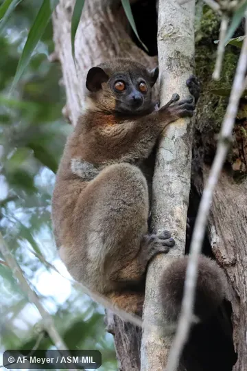 Also as Small-toothed Weasel Lemur. Also as Small-toothed Weasel Lemur.