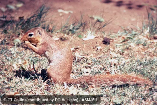 Side view, sitting upright. Also as Pallid Ground Squirrel. Side view, sitting upright. Also as Pallid Ground Squirrel.