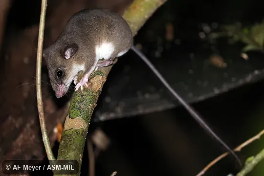 Also as Ellerman's Tuft-tailed Rat. Also as Ellerman's Tuft-tailed Rat.