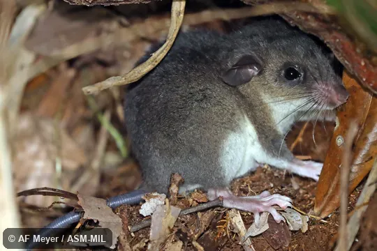 Also as Grandidier's Tuft-tailed Rat. Also as Grandidier's Tuft-tailed Rat.