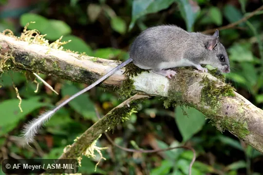 Also as Tanala Tuft-tailed Rat. Also as Tanala Tuft-tailed Rat.