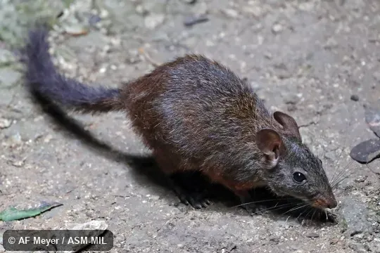 Also as Western Nesomys · Western Red Forest Rat. Also as Western Nesomys · Western Red Forest Rat.