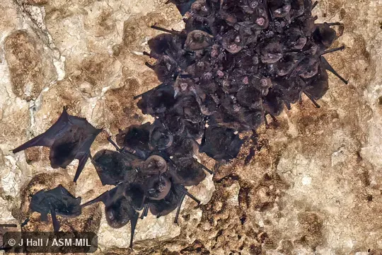 Also as Silky Cave Myotis. Also as Silky Cave Myotis.