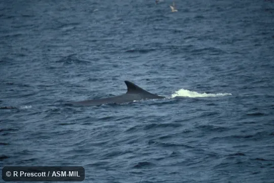 Side view of dorsal fin. Formerly in order Cetacea. Also as Common Rorqual|Finback|Fin-backed Whale|Finner|Herring Whale|Razorback. Side view of dorsal fin. Formerly in order Cetacea. Also as Common Rorqual|Finback|Fin-backed Whale|Finner|Herring Whale|Razorback.