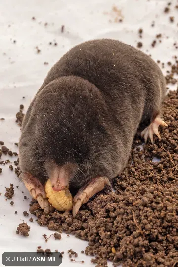 Formerly part of either Talpa levantis, Levant Mole, or Talpa caeca, Blind Mole. Formerly Soricomorpha. Formerly part of either Talpa levantis, Levant Mole, or Talpa caeca, Blind Mole. Formerly Soricomorpha.