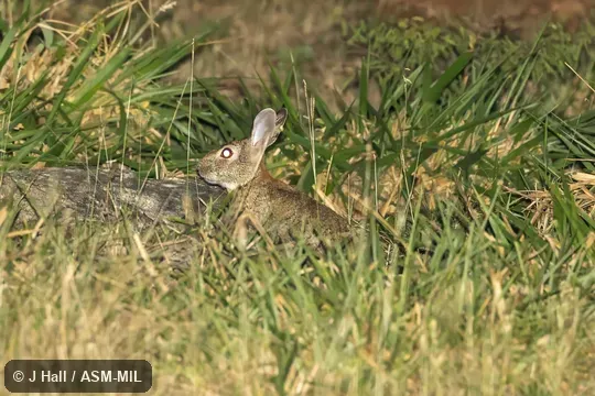 Formerly Sylvilagus floridanus yucatanicus, Eastern Cottontail. Also as Yucatan Cottontail. Formerly Sylvilagus floridanus yucatanicus, Eastern Cottontail. Also as Yucatan Cottontail.