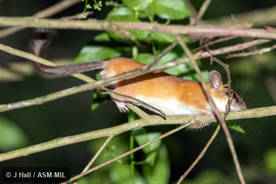 Also as Hatt's Vesper Mouse · Hatt's Vesper Rat · Yucatan Vesper Mouse · Yucatan Vesper Rat. Also as Hatt's Vesper Mouse · Hatt's Vesper Rat · Yucatan Vesper Mouse · Yucatan Vesper Rat.