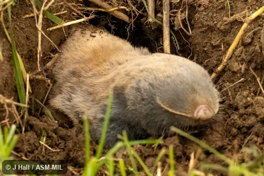 Formerly part of Spalax leucodon or Nannospalax leucodon, Lesser Blind Mole-rat. Formerly part of Spalax leucodon or Nannospalax leucodon, Lesser Blind Mole-rat.