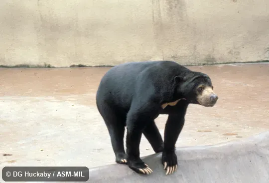 Oblique view. Also as Malayan Sun Bear|Dog Bear|Honey Bear. Oblique view. Also as Malayan Sun Bear|Dog Bear|Honey Bear.